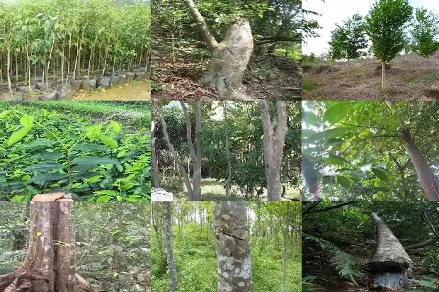 怎样栽沉香树1681518548438 怎样栽沉香树1681518548438