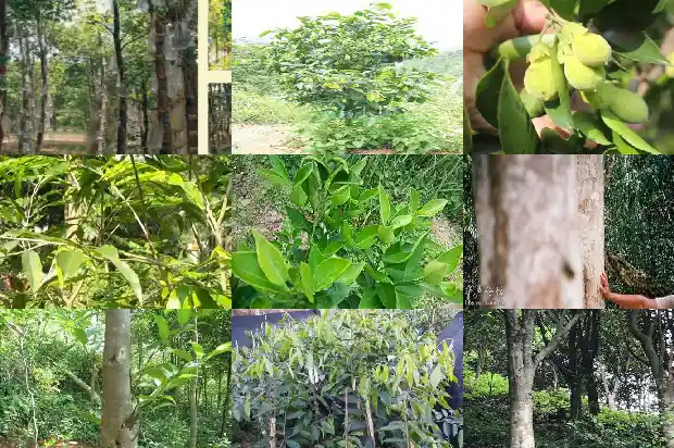 陕西能种沉香树吗1681518832017 陕西能种沉香树吗1681518832017