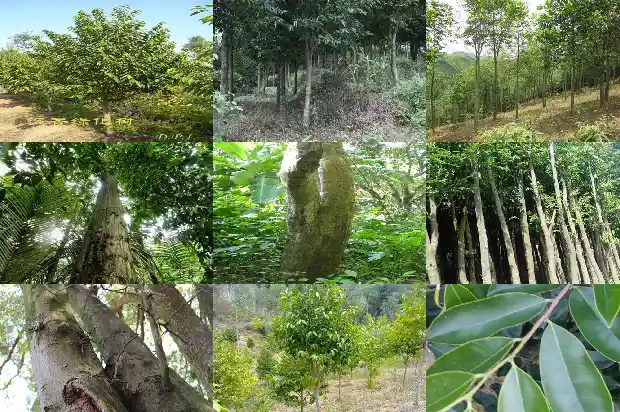 10年沉香树1681690138234 10年沉香树1681690138234