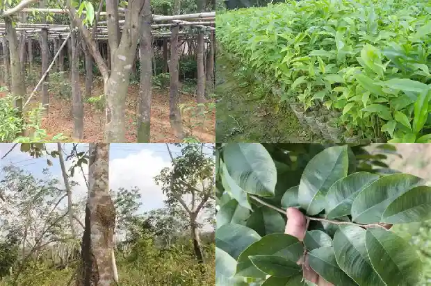 沉香树如何1681690501032 沉香树如何1681690501032
