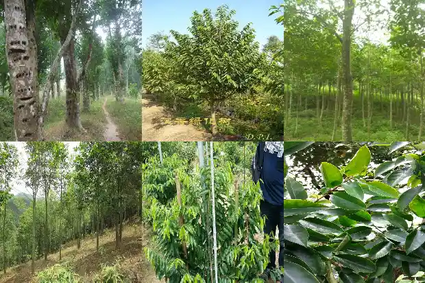 沉香树如何1681690501078 沉香树如何1681690501078