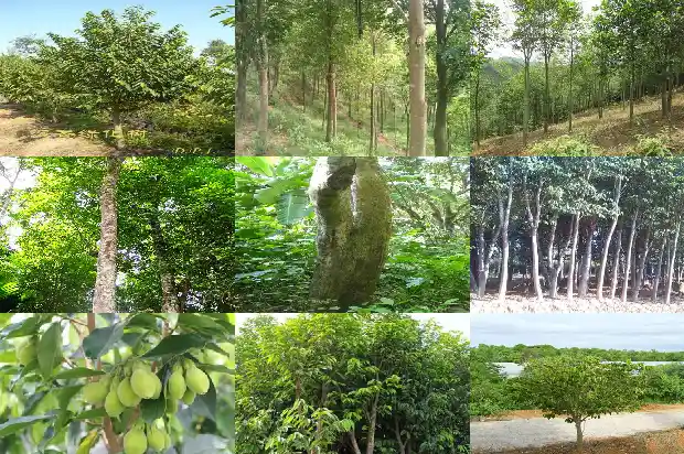 清心沉香八味丸价钱1681690640184 清心沉香八味丸价钱1681690640184