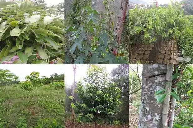沉香树钻孔标准1681691195398 沉香树钻孔标准1681691195398