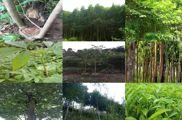 大沉香树1681691320810