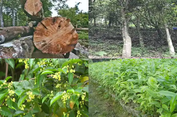 大沉香树1681691320857