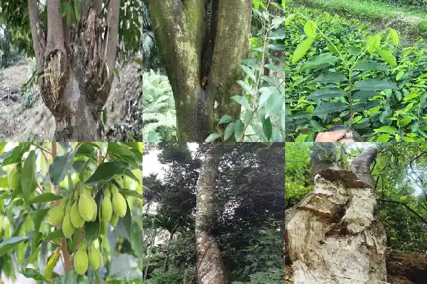 北沉香树1681691604427 北沉香树1681691604427