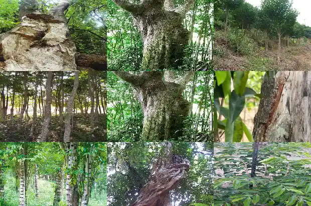 北沉香树1681691604475 北沉香树1681691604475