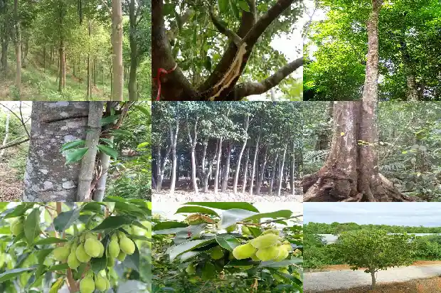 北沉香树1681691604521 北沉香树1681691604521