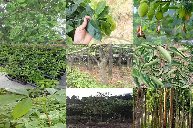北沉香树1681691604567 北沉香树1681691604567
