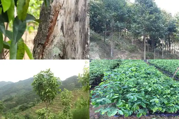 沉香品相1689207192137 沉香品相1689207192137