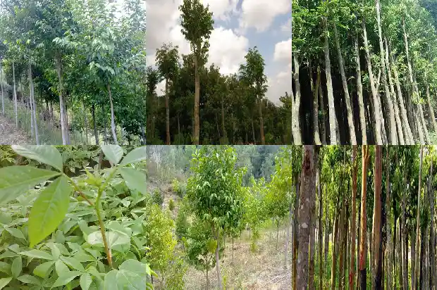 种植奇楠沉香1697328577809 种植奇楠沉香1697328577809