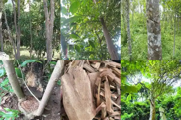 沉香树苗多少一棵?1698106190032 沉香树苗多少一棵?1698106190032