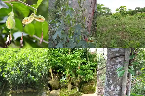 沉香粉价格多少1681776830428 沉香粉价格多少1681776830428