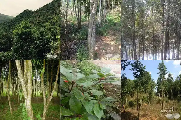 沉香膏的价格是多少1681777007345 沉香膏的价格是多少1681777007345