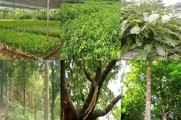 沉香膏的价格是多少1681777007393 沉香膏的价格是多少1681777007393