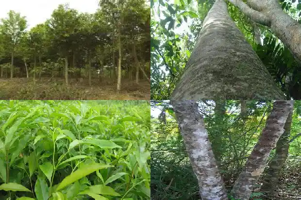 达拉干沉香沉水价格1681777133383 达拉干沉香沉水价格1681777133383