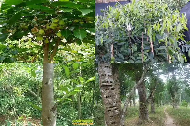 达拉干沉香沉水价格1681777133430 达拉干沉香沉水价格1681777133430
