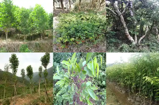 沉香树苗适合在哪里种1698192578521 沉香树苗适合在哪里种1698192578521