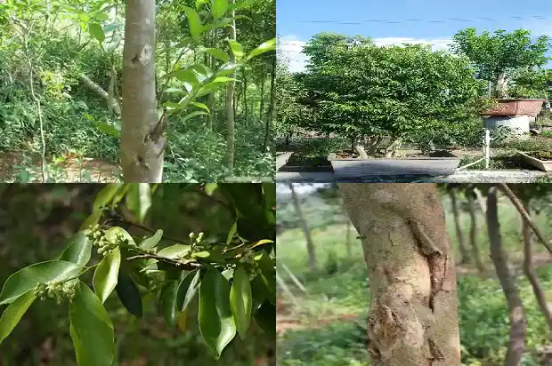沉香树苗的种植方法1698970121565 沉香树苗的种植方法1698970121565