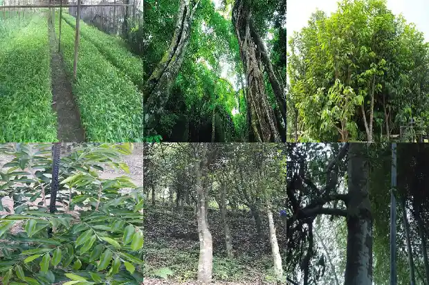 沉香手串价1689034228520 沉香手串价1689034228520