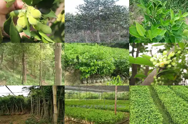 真正沉香的价格1681777508537 真正沉香的价格1681777508537