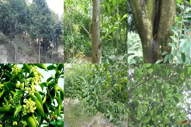 真正沉香的价格1681777508585 真正沉香的价格1681777508585