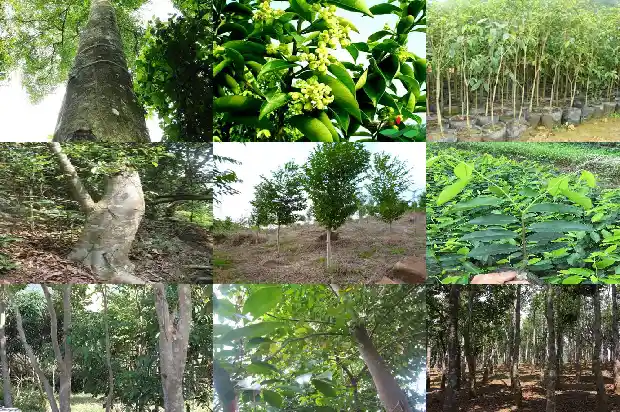 沉香香薰哪个品牌好用价格好1681777629805 沉香香薰哪个品牌好用价格好1681777629805