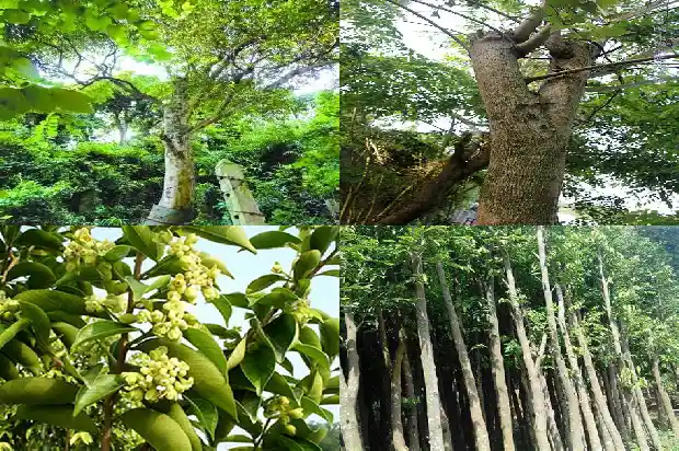 沉香佛珠价钱1681777754275 沉香佛珠价钱1681777754275