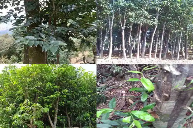 沉香佛珠价钱1681777754416 沉香佛珠价钱1681777754416
