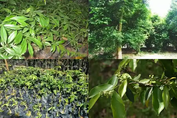 沉香佛珠每克价格1691453624207 沉香佛珠每克价格1691453624207