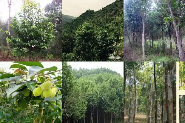 沉水沉香价格表1681862941701 沉水沉香价格表1681862941701