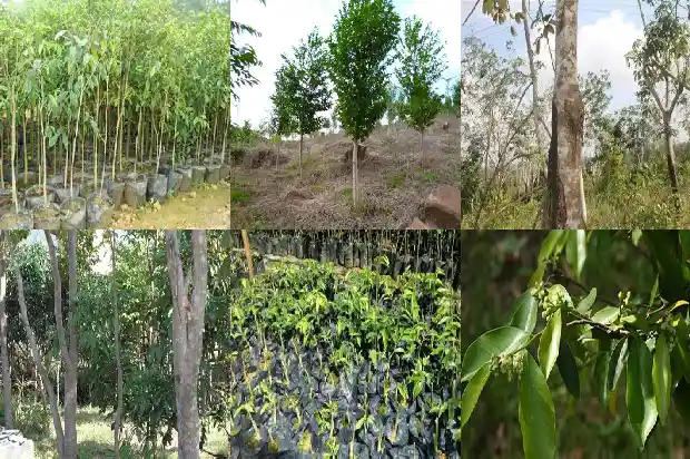 沉香朝珠的价格1681863158745 沉香朝珠的价格1681863158745