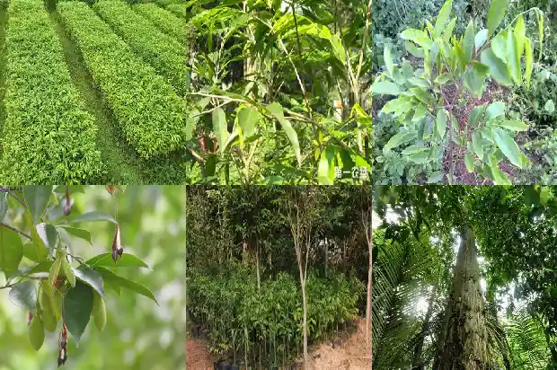 沉香朝珠的价格1681863158840 沉香朝珠的价格1681863158840