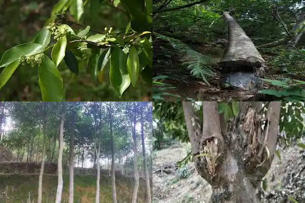 沉香朝珠的价格1681863158887 沉香朝珠的价格1681863158887