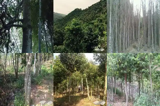 哪里有沉香苗1698538180039 哪里有沉香苗1698538180039