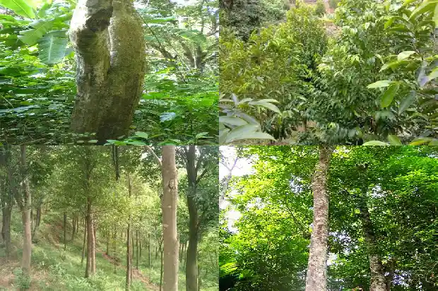 沉香一般是什么树1681863422595 沉香一般是什么树1681863422595