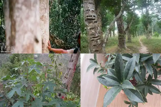 什么树里有沉香1681863672098 什么树里有沉香1681863672098