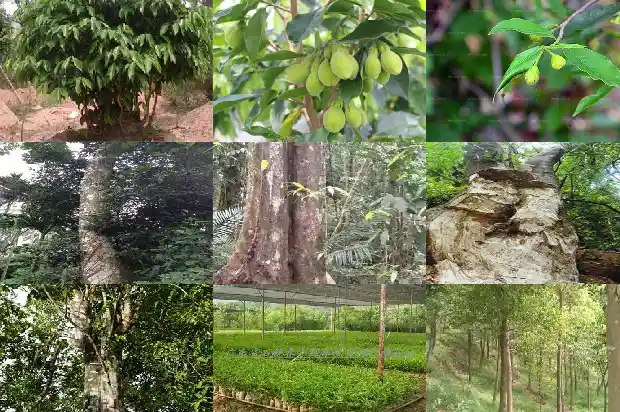 什么树里有沉香1681863672145 什么树里有沉香1681863672145