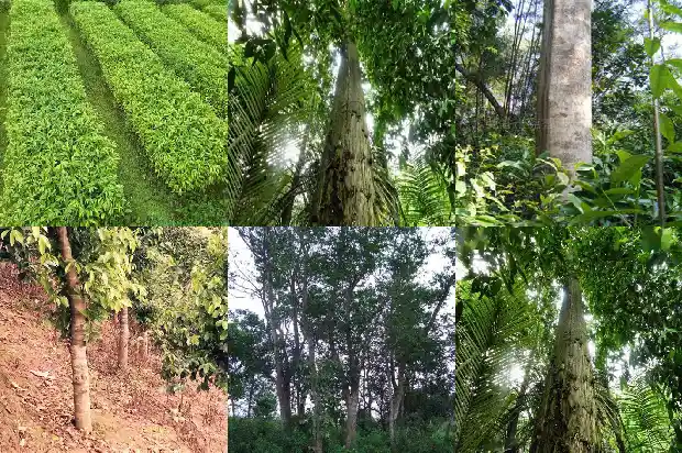 什么树里有沉香1681863672239 什么树里有沉香1681863672239