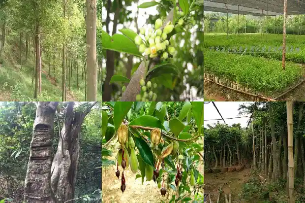 沉香是一种树木吗1681863805568 沉香是一种树木吗1681863805568