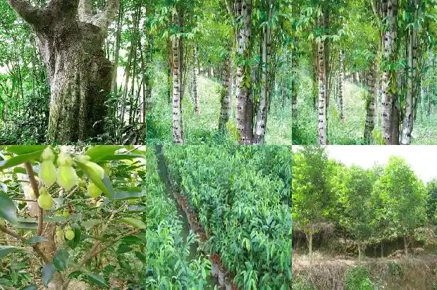 沉香是一种树木吗1681863805664 沉香是一种树木吗1681863805664