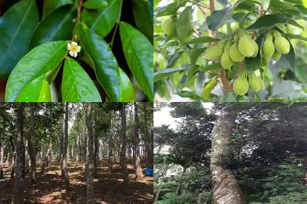 奇楠沉香苗场1697155739736 奇楠沉香苗场1697155739736