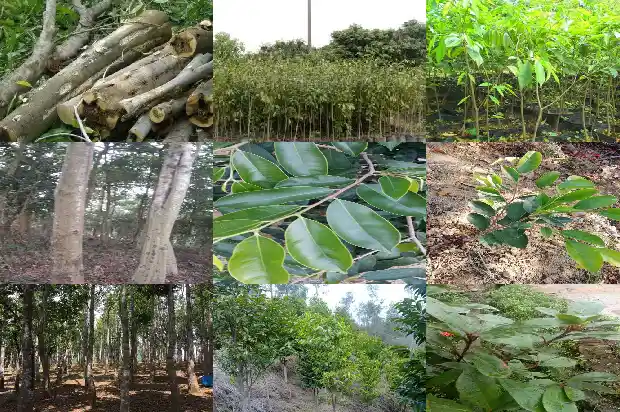 沉香木是树吗1681863920157