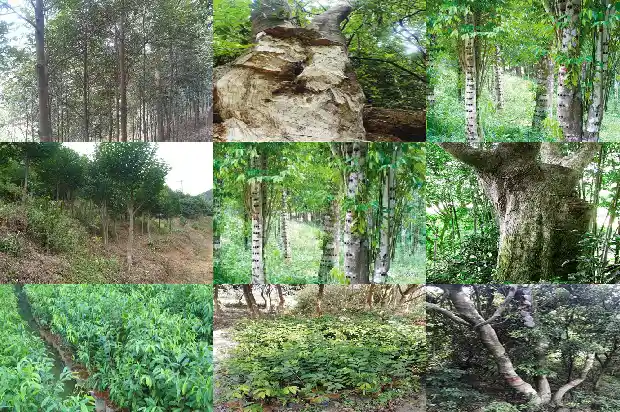 沉香木是树吗1681863920205