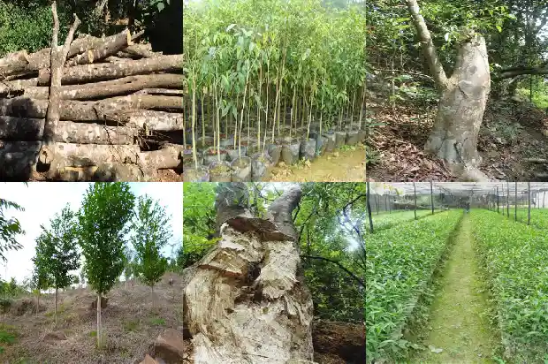 沉香木是树吗1681863920252