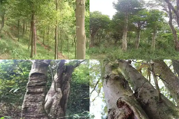 沉香爆珠价格1681864041497 沉香爆珠价格1681864041497