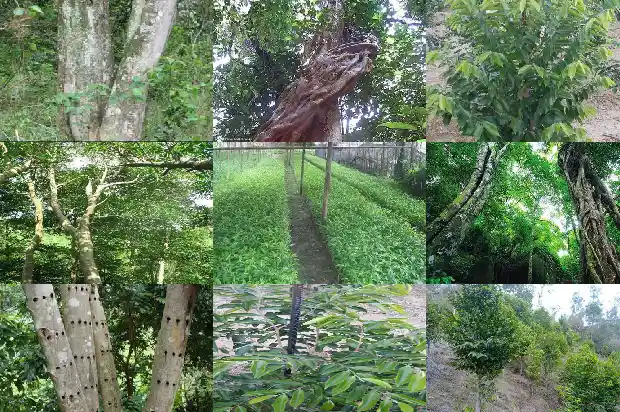 缅甸沉香价格1681864278423 缅甸沉香价格1681864278423