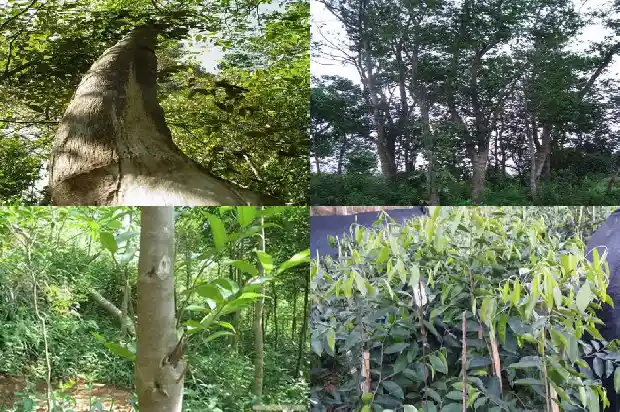 缅甸沉香价格1681864278471 缅甸沉香价格1681864278471