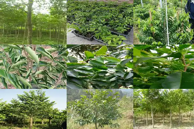 缅甸沉香价格1681864278519 缅甸沉香价格1681864278519