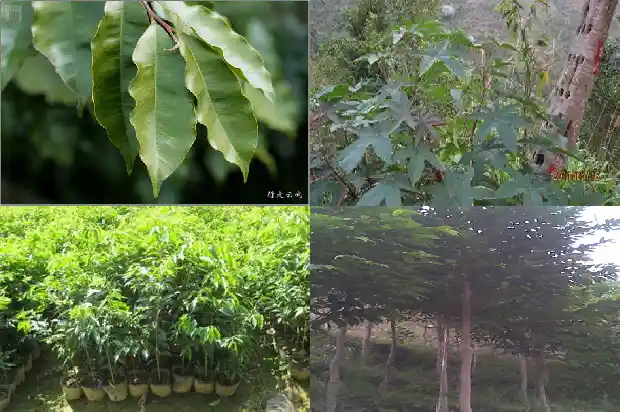 北沉香琥珀木价值1681949341121 北沉香琥珀木价值1681949341121